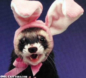 cute-ferret.jpg