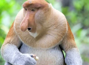 Обезьяна с характерным носом держит в руках пищу на фоне зелёной растительности.